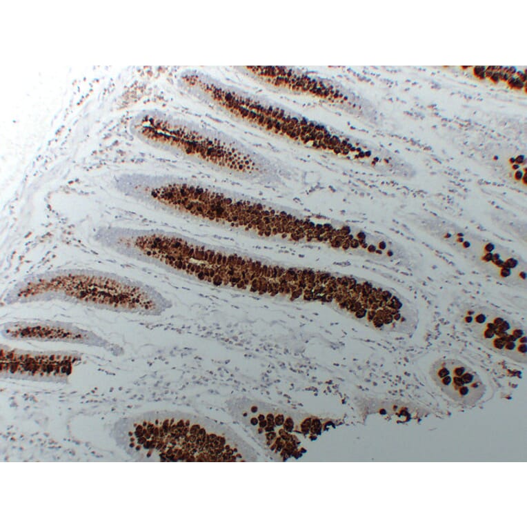 Immunohistochemistry - Anti-MUC2 Antibody (V0096) - Antibodies.com