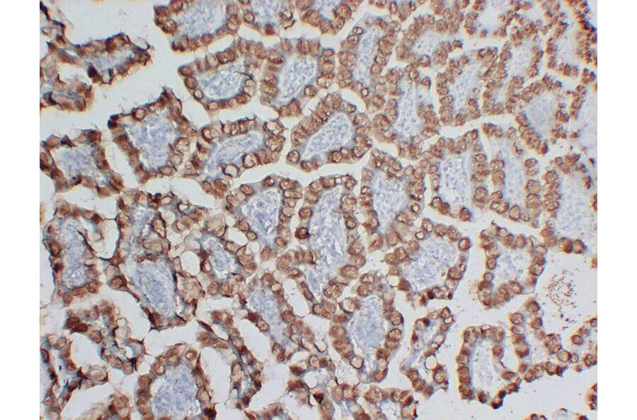 Immunohistochemistry - Anti-MUC2 Antibody (V0096) - Antibodies.com