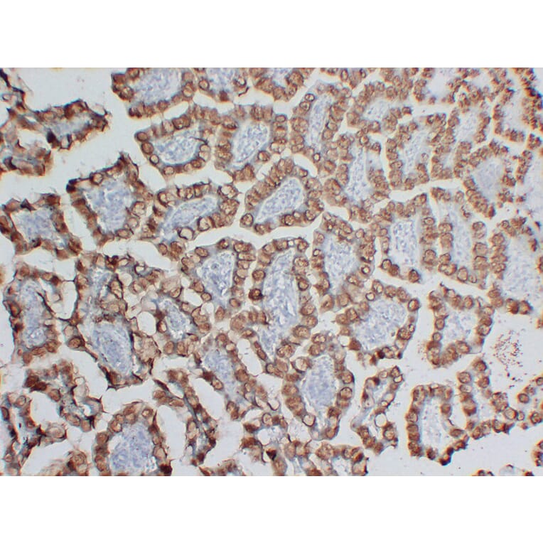 Immunohistochemistry - Anti-MUC2 Antibody (V0096) - Antibodies.com