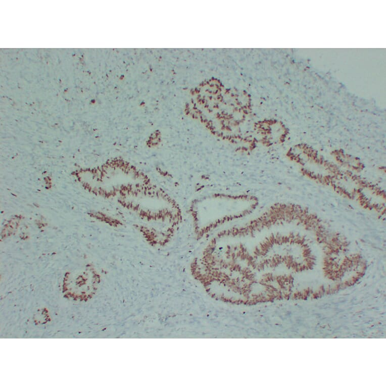 Immunohistochemistry - Anti-MCM2 Antibody (V0093) - Antibodies.com
