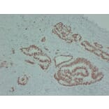 Immunohistochemistry - Anti-MCM2 Antibody (V0093) - Antibodies.com