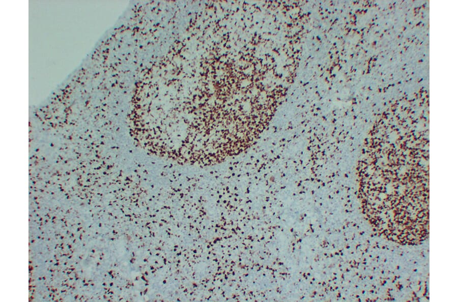 Immunohistochemistry - Anti-MCM2 Antibody (V0093) - Antibodies.com