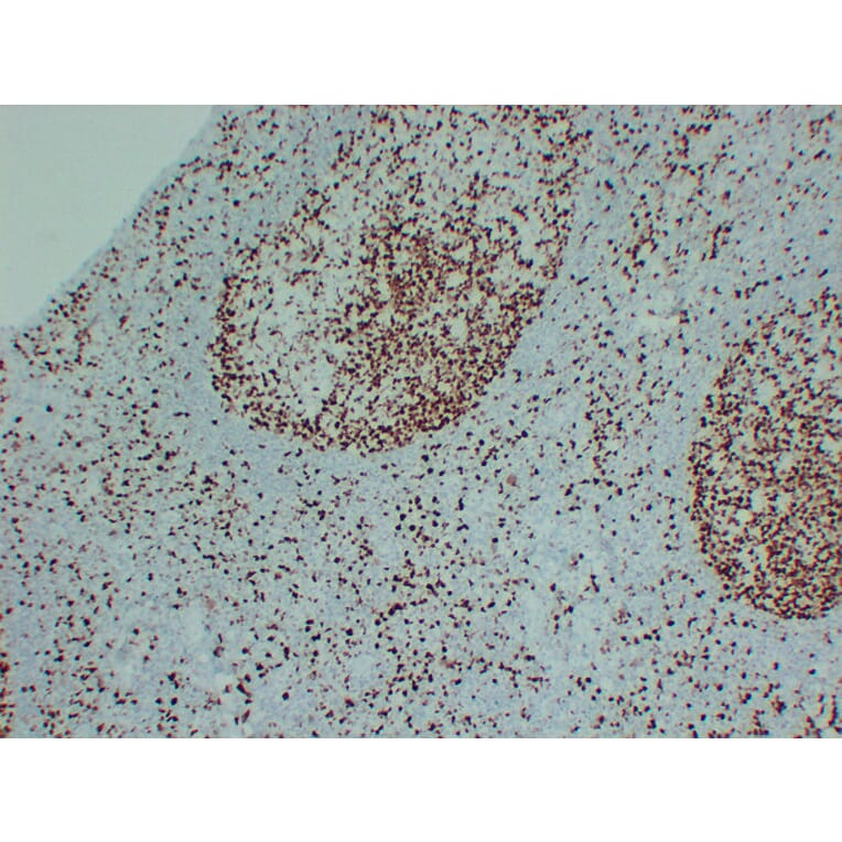 Immunohistochemistry - Anti-MCM2 Antibody (V0093) - Antibodies.com
