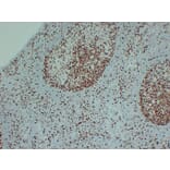 Immunohistochemistry - Anti-MCM2 Antibody (V0093) - Antibodies.com