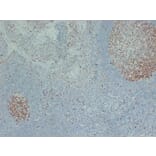 Immunohistochemistry - Anti-MCM2 Antibody (V0093) - Antibodies.com
