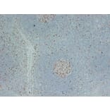 Immunohistochemistry - Anti-MCM2 Antibody (V0093) - Antibodies.com