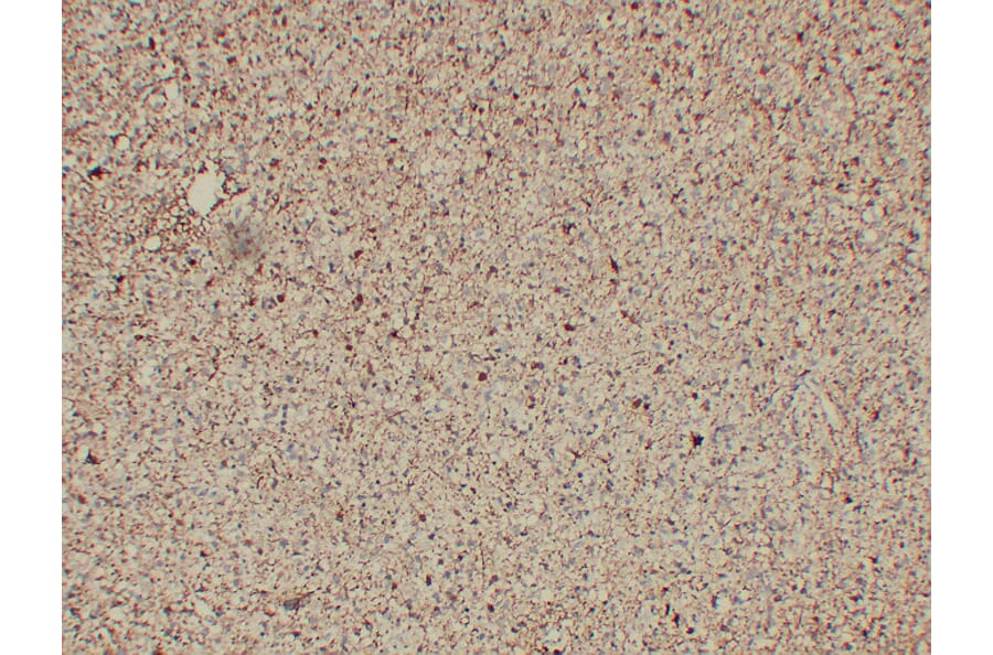Immunohistochemistry - Anti-GFAP Antibody (V0076) - Antibodies.com