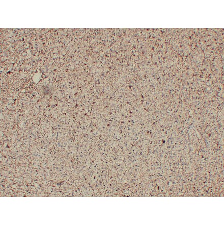 Immunohistochemistry - Anti-GFAP Antibody (V0076) - Antibodies.com