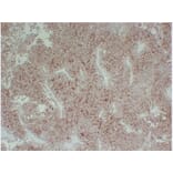 Immunohistochemistry - Anti-CD99 Antibody (V0039) - Antibodies.com