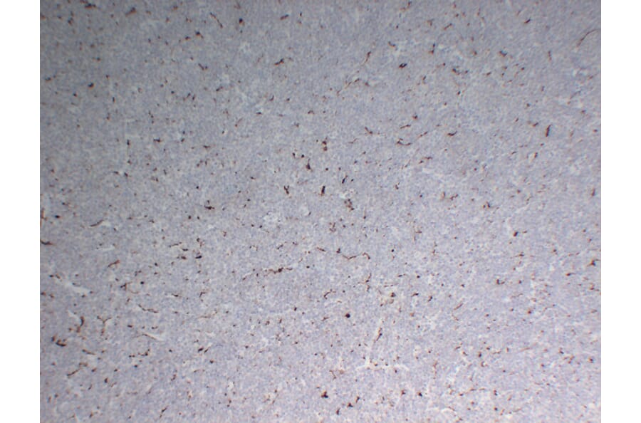 Immunohistochemistry - Anti-CD68 Antibody (V0035) - Antibodies.com