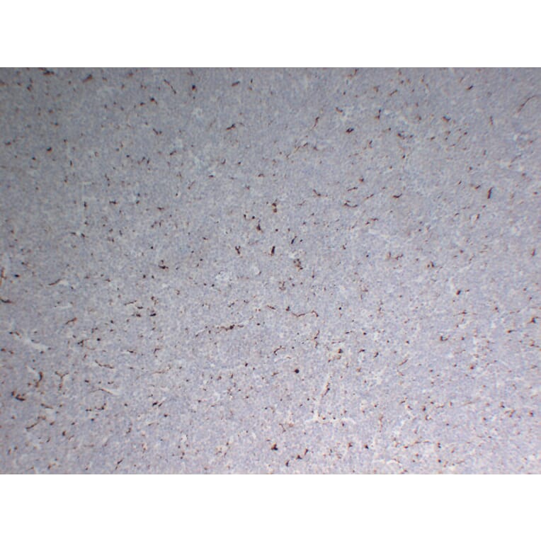 Immunohistochemistry - Anti-CD68 Antibody (V0035) - Antibodies.com