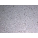 Immunohistochemistry - Anti-CD68 Antibody (V0035) - Antibodies.com
