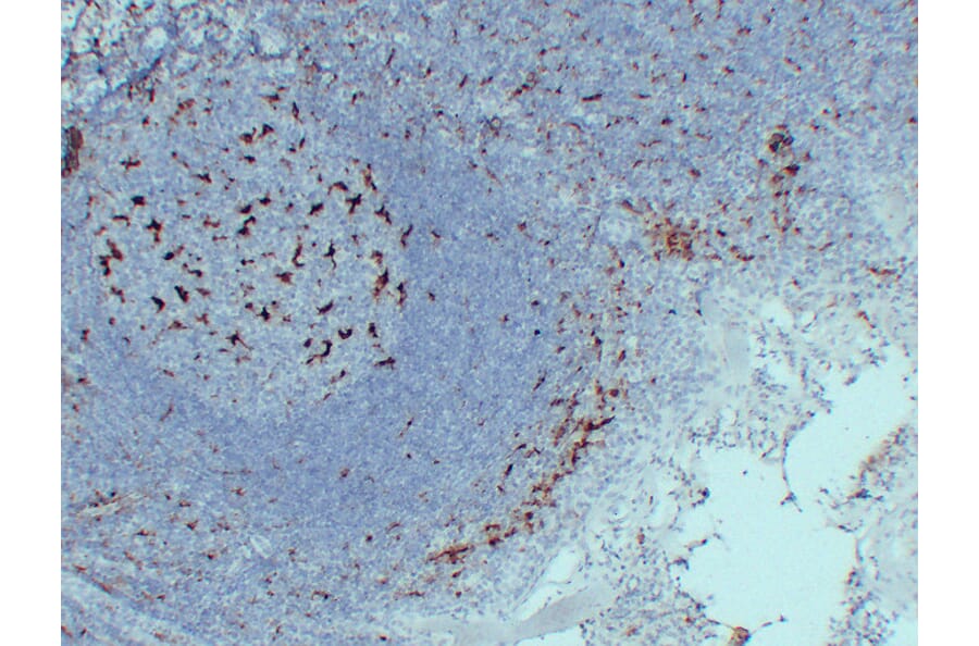 Immunohistochemistry - Anti-CD68 Antibody (V0035) - Antibodies.com