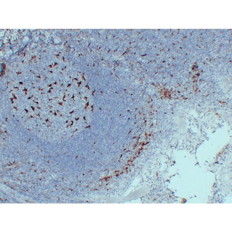 Immunohistochemistry - Anti-CD68 Antibody (V0035) - Antibodies.com