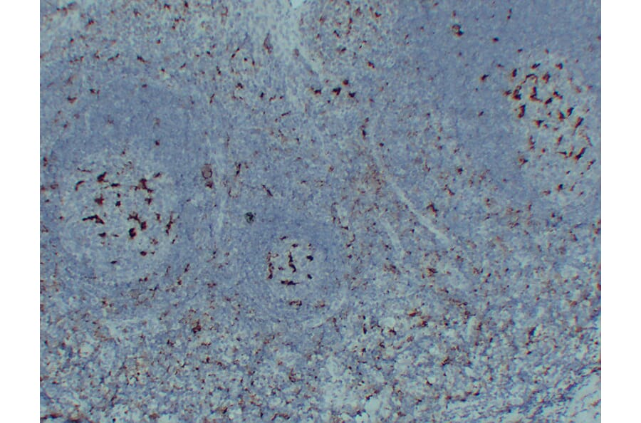 Immunohistochemistry - Anti-CD68 Antibody (V0035) - Antibodies.com