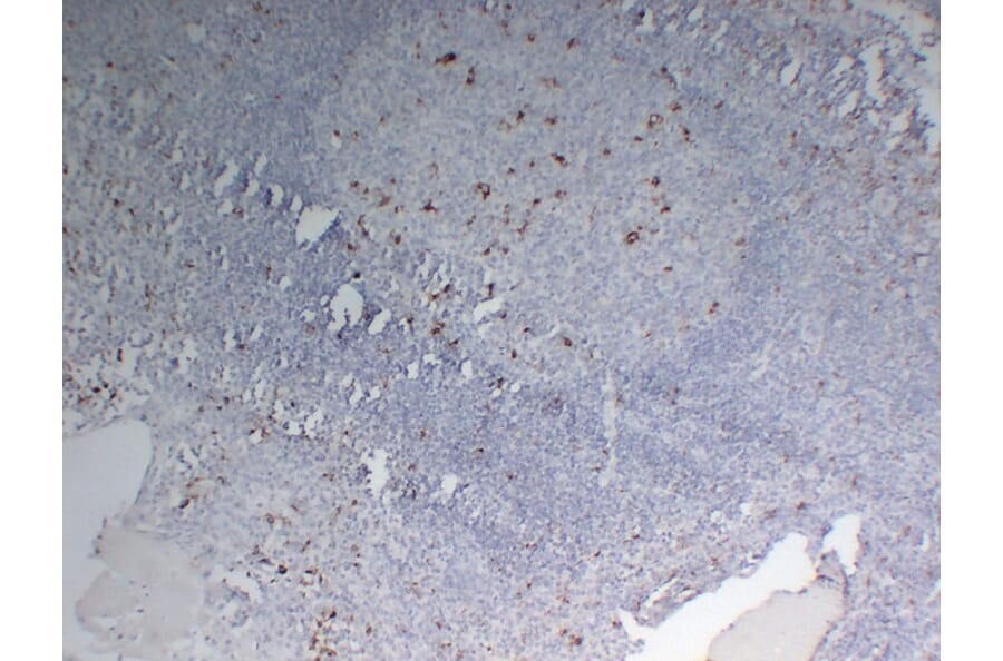 Immunohistochemistry - Anti-CD68 Antibody (V0035) - Antibodies.com