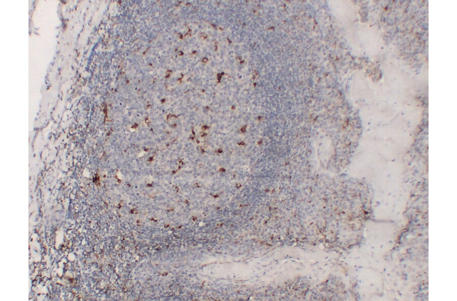 Immunohistochemistry - Anti-CD68 Antibody (V0035) - Antibodies.com