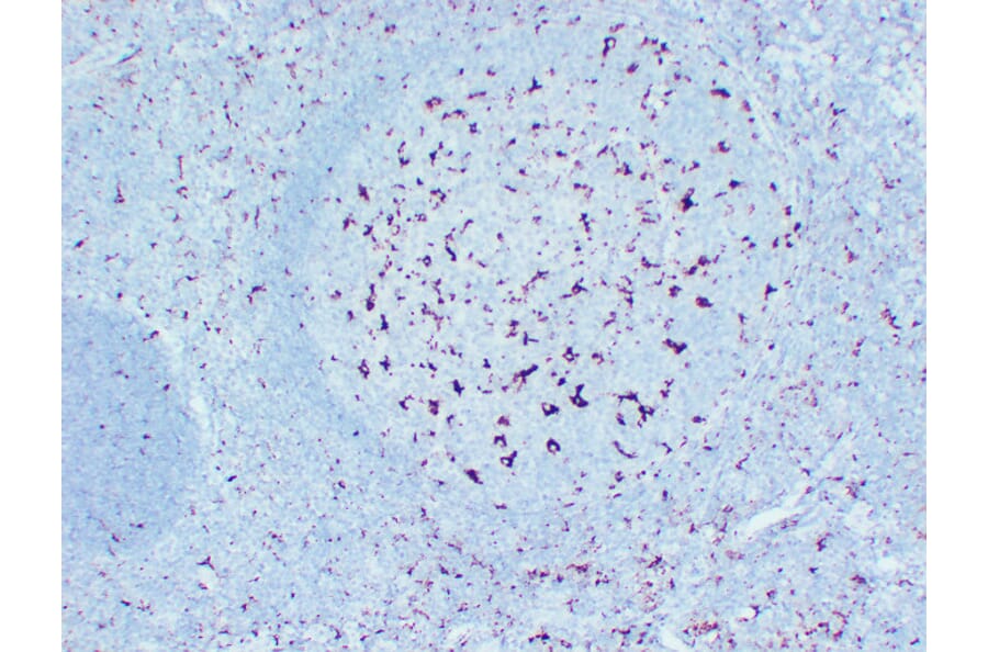 Immunohistochemistry - Anti-CD68 Antibody (V0035) - Antibodies.com