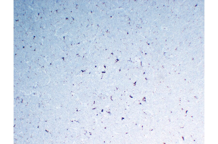 Immunohistochemistry - Anti-CD68 Antibody (V0035) - Antibodies.com