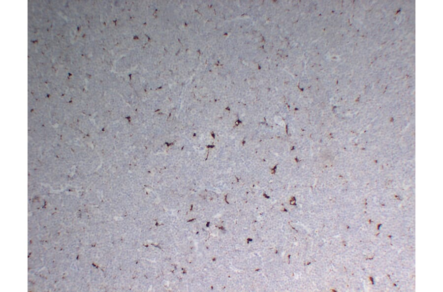 Immunohistochemistry - Anti-CD68 Antibody (V0035) - Antibodies.com