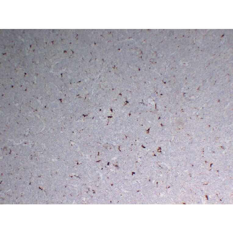Immunohistochemistry - Anti-CD68 Antibody (V0035) - Antibodies.com