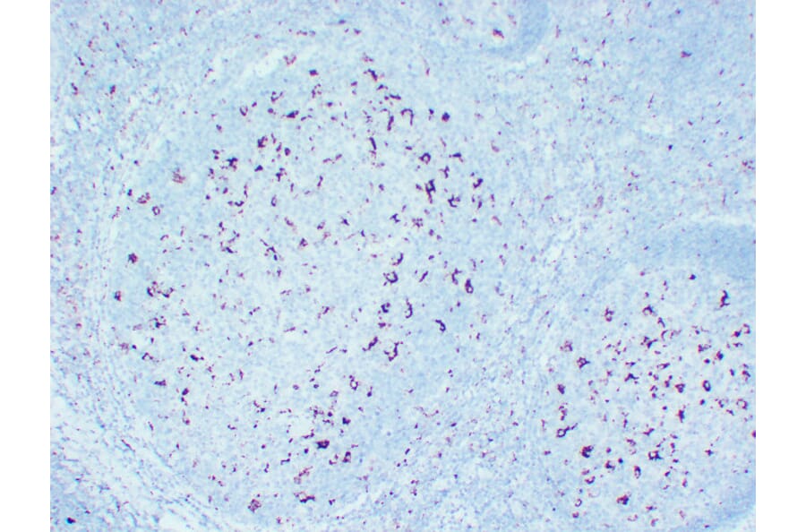Immunohistochemistry - Anti-CD68 Antibody (V0035) - Antibodies.com