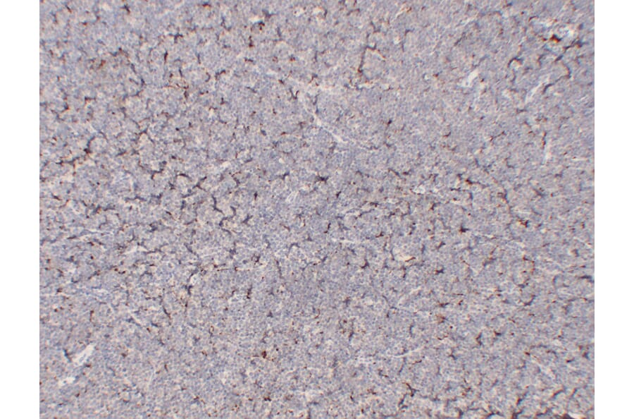 Immunohistochemistry - Anti-CD68 Antibody (V0035) - Antibodies.com