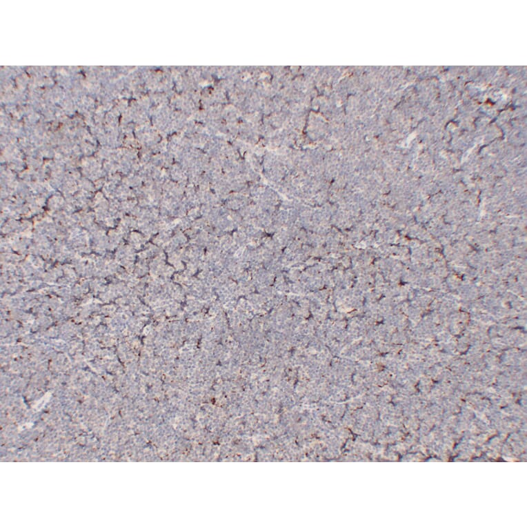 Immunohistochemistry - Anti-CD68 Antibody (V0035) - Antibodies.com