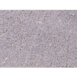 Immunohistochemistry - Anti-CD68 Antibody (V0035) - Antibodies.com