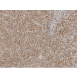 Immunohistochemistry - Anti-CD68 Antibody (V0035) - Antibodies.com