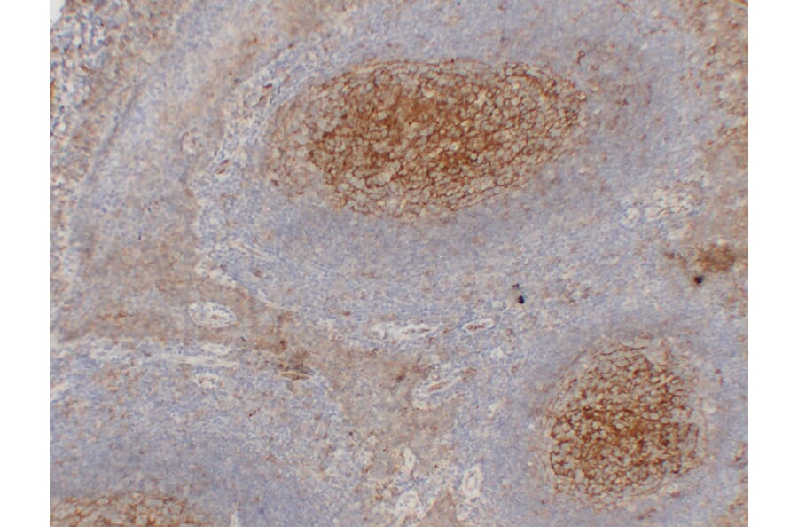 Immunohistochemistry - Anti-CD54 Antibody (V0031) - Antibodies.com