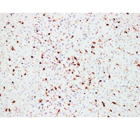 Immunohistochemistry - Anti-CD45 Antibody (V0029) - Antibodies.com