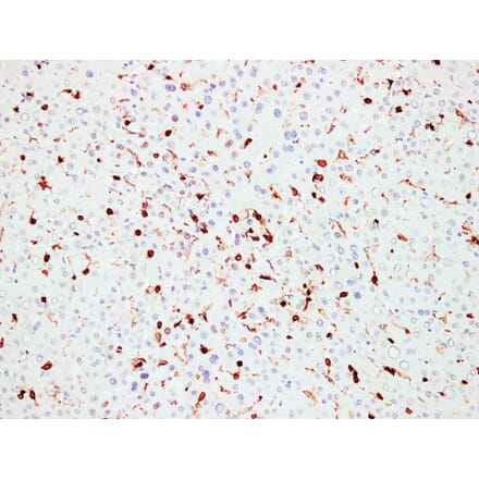 Immunohistochemistry - Anti-CD45 Antibody (V0029) - Antibodies.com