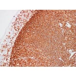 Immunohistochemistry - Anti-CD45 Antibody (V0029) - Antibodies.com