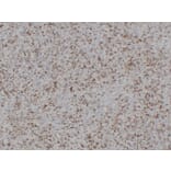 Immunohistochemistry - Anti-CD43 Antibody (V0027) - Antibodies.com