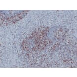Immunohistochemistry - Anti-CD43 Antibody (V0027) - Antibodies.com