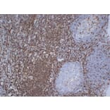 Immunohistochemistry - Anti-CD43 Antibody (V0027) - Antibodies.com