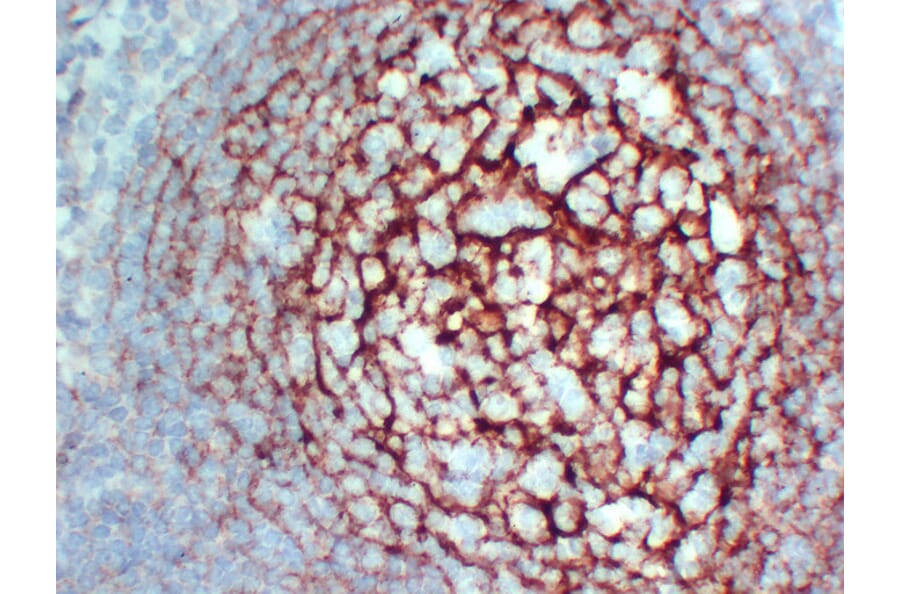 Immunohistochemistry - Anti-CD35 Antibody (V0024) - Antibodies.com