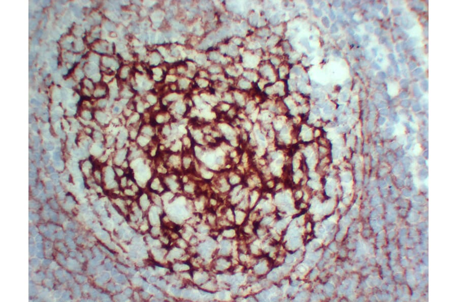 Immunohistochemistry - Anti-CD35 Antibody (V0024) - Antibodies.com