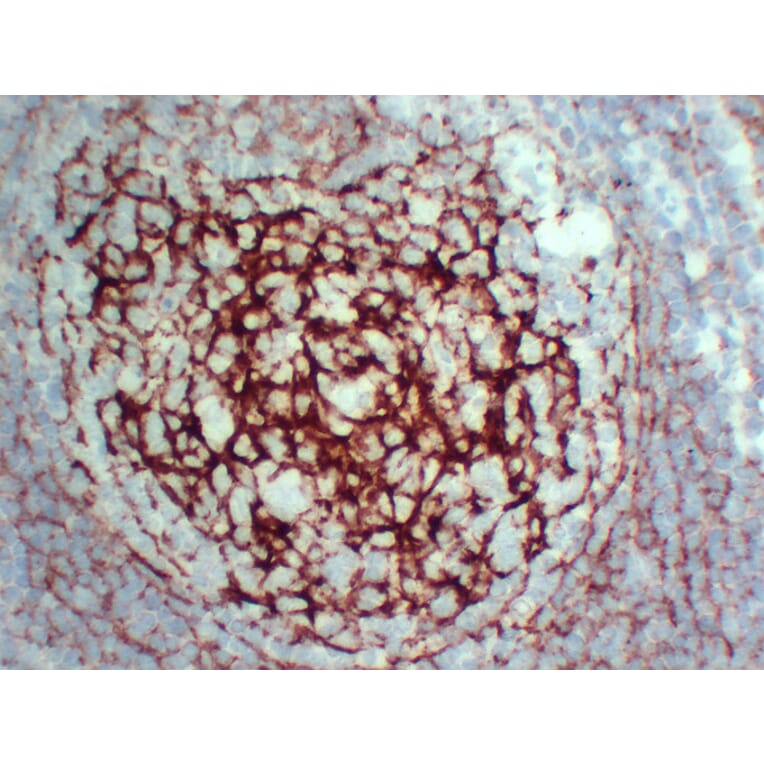 Immunohistochemistry - Anti-CD35 Antibody (V0024) - Antibodies.com