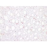 Immunohistochemistry - Anti-CD34 Antibody (V0023) - Antibodies.com