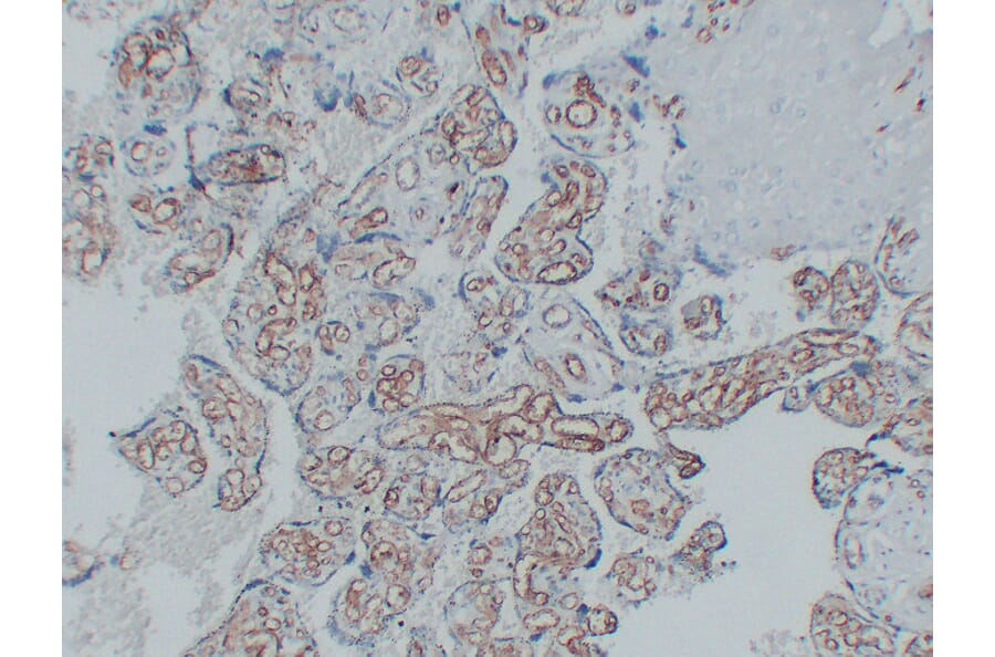 Immunohistochemistry - Anti-CD34 Antibody (V0023) - Antibodies.com
