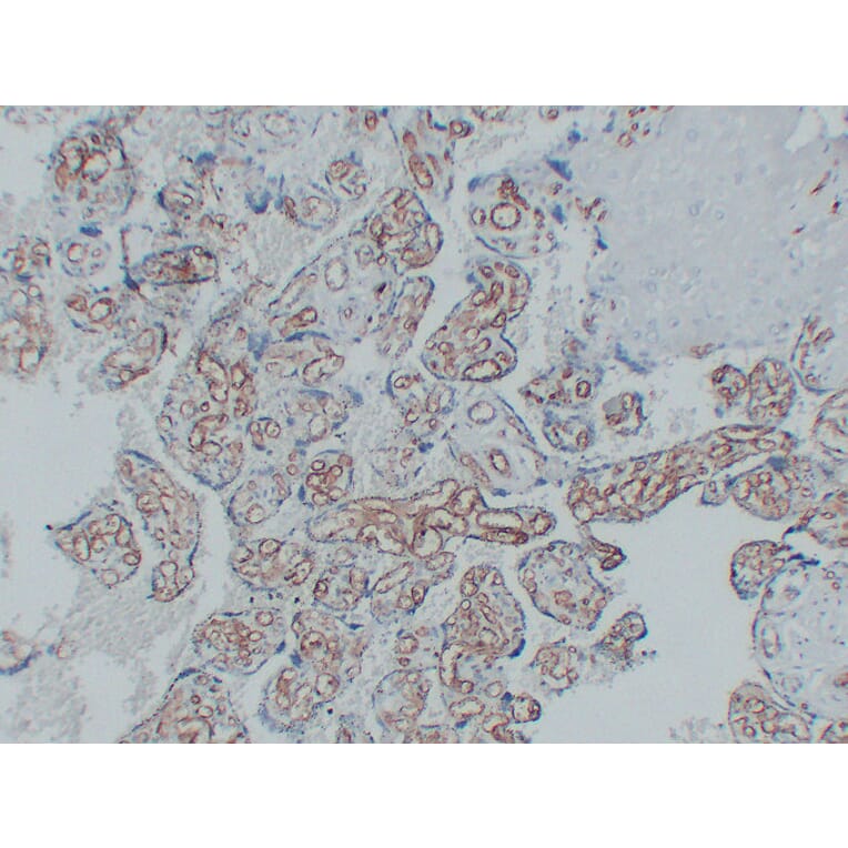 Immunohistochemistry - Anti-CD34 Antibody (V0023) - Antibodies.com