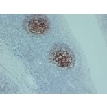 Immunohistochemistry - Anti-CD23 Antibody (V0021) - Antibodies.com