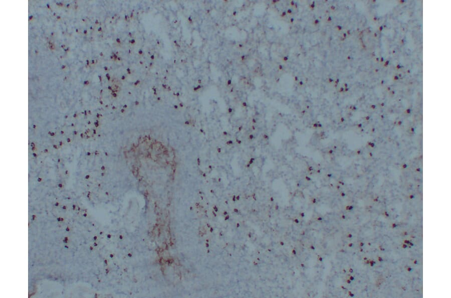 Immunohistochemistry - Anti-CD14 Antibody (V0016) - Antibodies.com