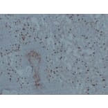 Immunohistochemistry - Anti-CD14 Antibody (V0016) - Antibodies.com