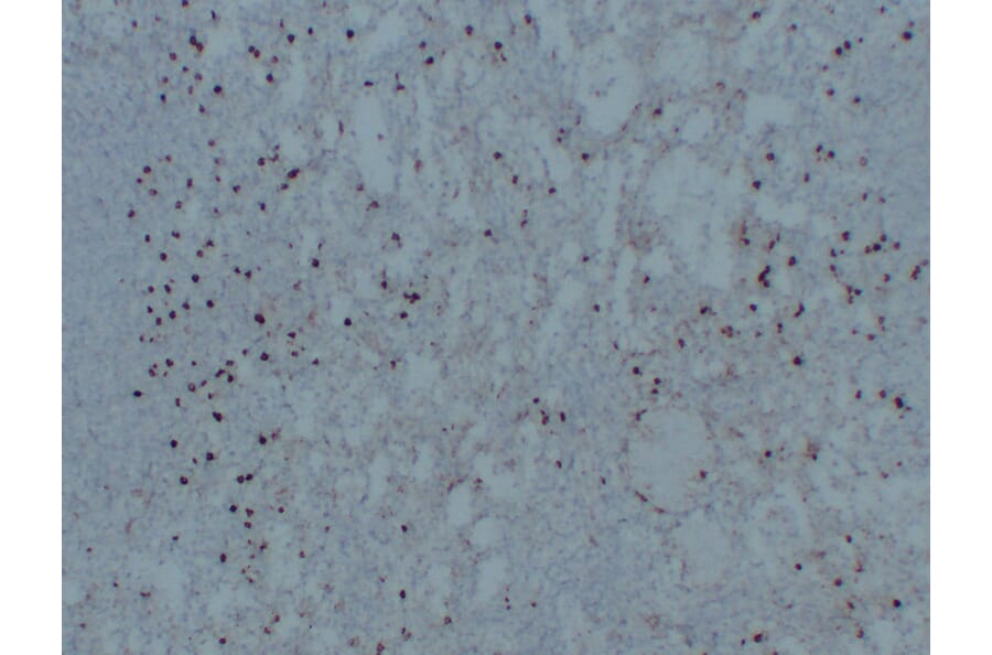 Immunohistochemistry - Anti-CD14 Antibody (V0016) - Antibodies.com
