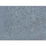 Immunohistochemistry - Anti-CD14 Antibody (V0016) - Antibodies.com