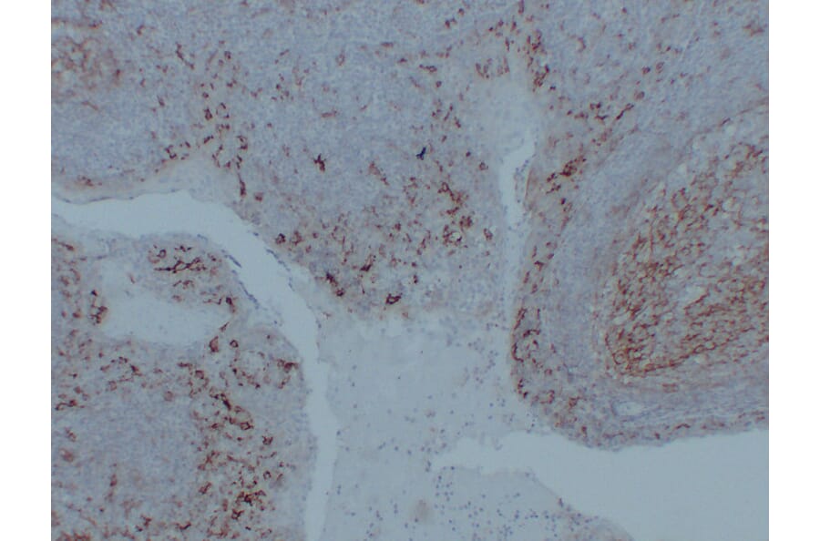 Immunohistochemistry - Anti-CD14 Antibody (V0016) - Antibodies.com
