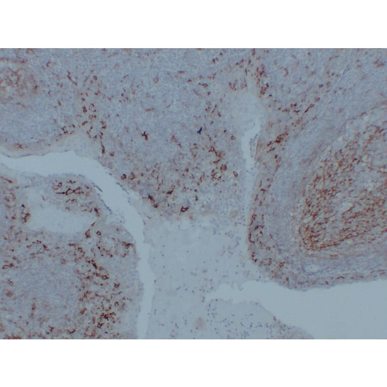 Immunohistochemistry - Anti-CD14 Antibody (V0016) - Antibodies.com